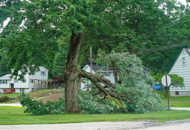 Tree and Shrub Care in Rockdale, IL