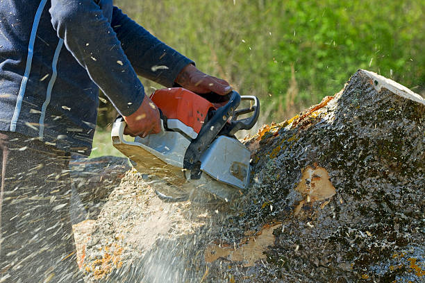 Best Tree Health Inspection  in Rockdale, IL